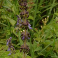 Coleus lanuginosus Hochst. ex Benth.(Hochst. ex Benth.) Agnew